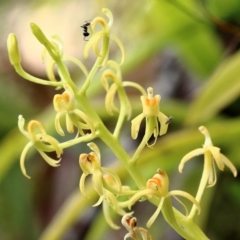 Cestichis reflexa at Fitzroy Falls, NSW - suppressed