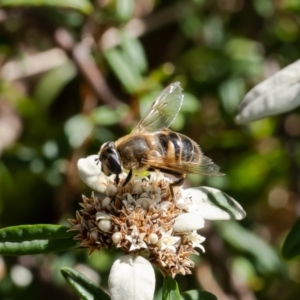 Eristalis tenax at Acton, ACT - 25 Apr 2023