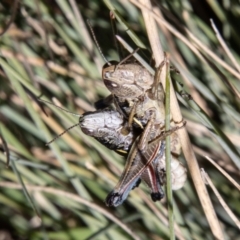 Kosciuscola cuneatus (A grasshopper) at Cotter River, ACT - 25 Apr 2023 by SWishart