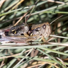 Kosciuscola cuneatus at Cotter River, ACT - 25 Apr 2023