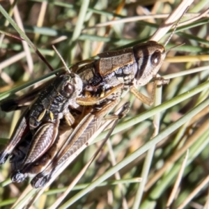 Kosciuscola cuneatus at Cotter River, ACT - 25 Apr 2023