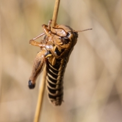 Kosciuscola cuneatus (A grasshopper) at Cotter River, ACT - 25 Apr 2023 by SWishart