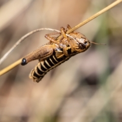 Kosciuscola cuneatus at Cotter River, ACT - 25 Apr 2023 10:46 AM