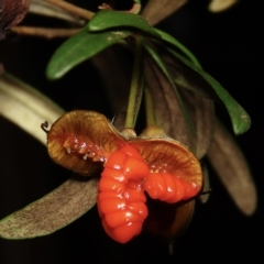 Pittosporum bicolor (Banyalla) at Jingera, NSW - 18 Apr 2023 by aussiestuff