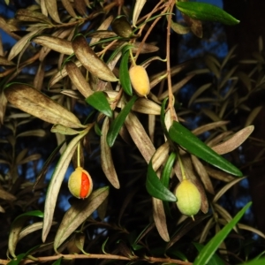 Pittosporum bicolor at Jingera, NSW - 18 Apr 2023