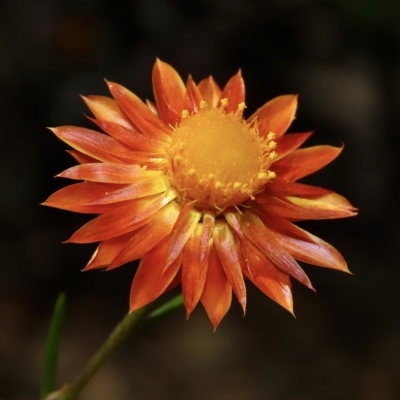 Xerochrysum viscosum (Sticky Everlasting) at Cuumbeun Nature Reserve - 26 Apr 2023 by aussiestuff