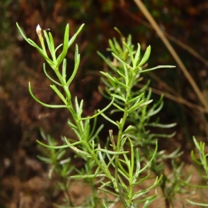 Xerochrysum viscosum at Carwoola, NSW - 26 Apr 2023