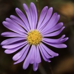 Brachyscome rigidula (Hairy Cut-leaf Daisy) at Cuumbeun Nature Reserve - 26 Apr 2023 by aussiestuff