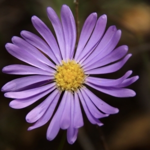 Brachyscome rigidula at Carwoola, NSW - 26 Apr 2023 01:42 PM