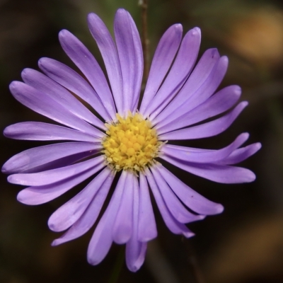 Brachyscome rigidula (Hairy Cut-leaf Daisy) at Cuumbeun Nature Reserve - 26 Apr 2023 by aussiestuff