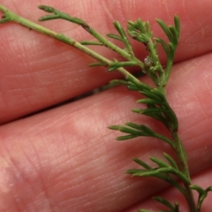 Brachyscome rigidula at Carwoola, NSW - 26 Apr 2023 01:42 PM