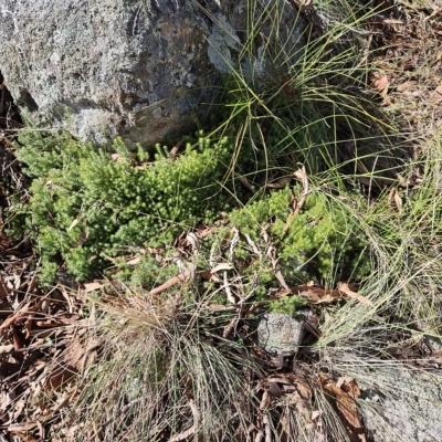 Acrotriche serrulata (Ground-berry) at The Pinnacle - 25 Apr 2023 by sangio7