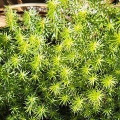 Acrotriche serrulata at Molonglo Valley, ACT - 25 Apr 2023