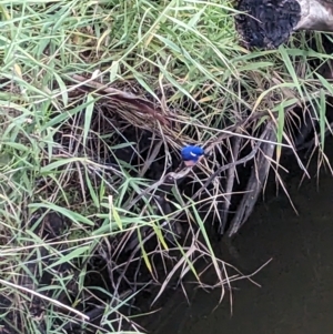 Ceyx azureus at Wahgunyah, VIC - 16 Apr 2023