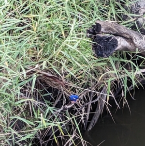 Ceyx azureus at Wahgunyah, VIC - 16 Apr 2023