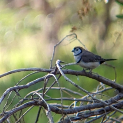 Stizoptera bichenovii (Double-barred Finch) at Corry's Wood - 26 Apr 2023 by Darcy