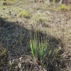 Dianella sp. aff. longifolia (Benambra) at Molonglo Valley, ACT - 25 Apr 2023