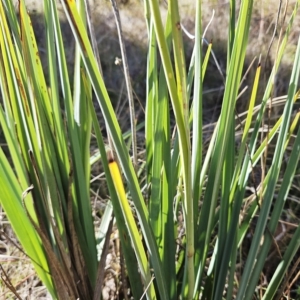 Dianella sp. aff. longifolia (Benambra) at Molonglo Valley, ACT - 25 Apr 2023