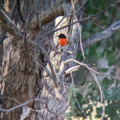 Petroica boodang (Scarlet Robin) at Thurgoona, NSW - 26 Apr 2023 by Darcy