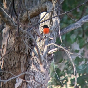 Petroica boodang at Thurgoona, NSW - 26 Apr 2023