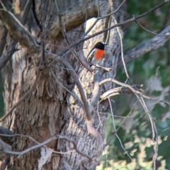 Petroica boodang at Thurgoona, NSW - 26 Apr 2023