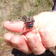 Acripeza reticulata (Mountain Katydid) at Namadgi National Park - 25 Apr 2023 by GirtsO