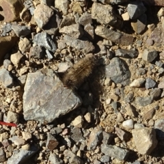 Unidentified Tiger moth (Arctiinae) at Cotter River, ACT - 25 Apr 2023 by GirtsO