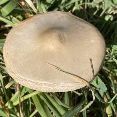 Volvopluteus gloiocephalus (Big Sheath Mushroom) at Molonglo Valley, ACT - 26 Apr 2023 by SteveBorkowskis