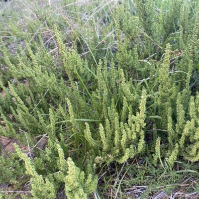 Dysphania multifida (Scented Goosefoot) at Molonglo Valley, ACT - 26 Apr 2023 by SteveBorkowskis