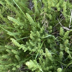 Dysphania multifida at Molonglo Valley, ACT - 26 Apr 2023 11:03 AM