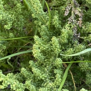 Dysphania multifida at Molonglo Valley, ACT - 26 Apr 2023 11:03 AM