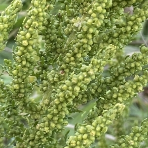 Dysphania multifida at Molonglo Valley, ACT - 26 Apr 2023 11:03 AM