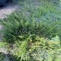 Dysphania multifida at Molonglo Valley, ACT - 26 Apr 2023 11:03 AM