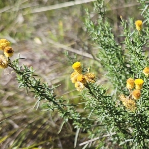 Chrysocephalum semipapposum at Molonglo Valley, ACT - 25 Apr 2023