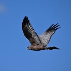 Circus assimilis (Spotted Harrier) at Molonglo Valley, ACT - 24 Apr 2023 by davidcunninghamwildlife