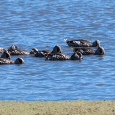 Malacorhynchus membranaceus (Pink-eared Duck) at Moss Vale - 5 Mar 2023 by NigeHartley