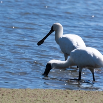 Platalea regia (Royal Spoonbill) at Moss Vale - 5 Mar 2023 by NigeHartley