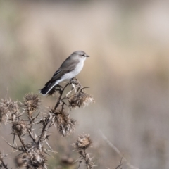 Microeca fascinans (Jacky Winter) at Canyonleigh - 17 Apr 2023 by NigeHartley