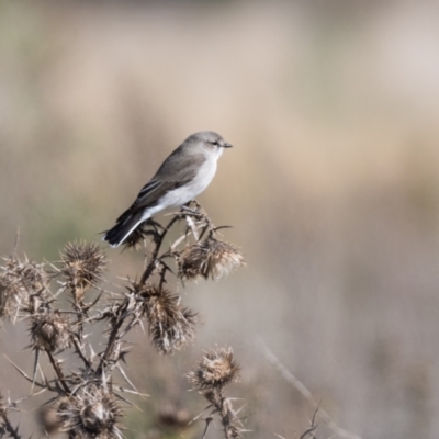 Microeca fascinans (Jacky Winter) at Wingecarribee Local Government Area - 17 Apr 2023 by NigeHartley