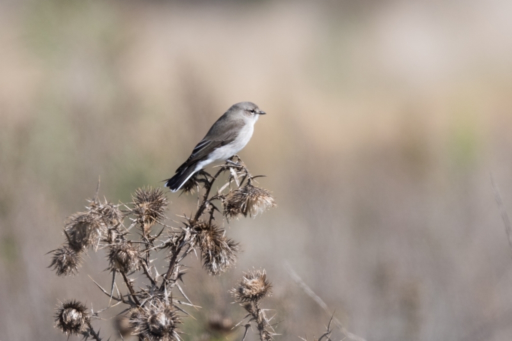 Microeca fascinans at Canyonleigh, NSW - 17 Apr 2023