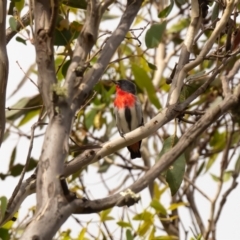 Dicaeum hirundinaceum (Mistletoebird) at Guula Ngurra National Park - 17 Apr 2023 by NigeHartley