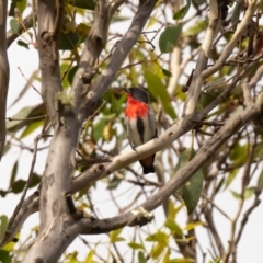 Dicaeum hirundinaceum (Mistletoebird) at Wingecarribee Local Government Area - 17 Apr 2023 by NigeHartley