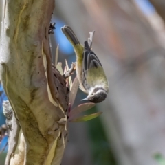 Melithreptus brevirostris (Brown-headed Honeyeater) at Wingecarribee Local Government Area - 18 Apr 2023 by NigeHartley