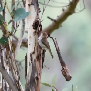 Melithreptus brevirostris at Canyonleigh, NSW - 18 Apr 2023 10:53 AM