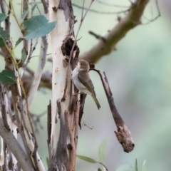 Melithreptus brevirostris at Canyonleigh, NSW - 18 Apr 2023