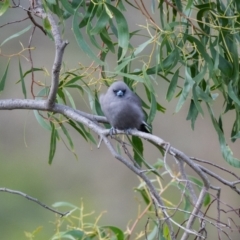 Artamus cyanopterus cyanopterus (Dusky Woodswallow) at Canyonleigh, NSW - 18 Apr 2023 by NigeHartley