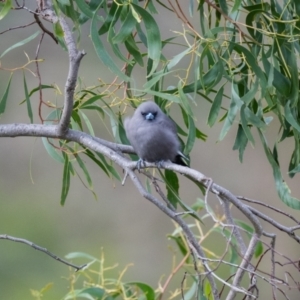 Artamus cyanopterus at Canyonleigh, NSW - 18 Apr 2023 11:13 AM