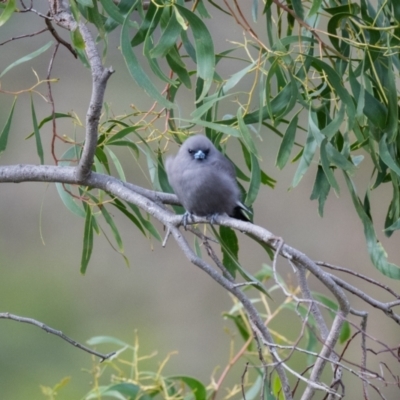 Artamus cyanopterus (Dusky Woodswallow) at Canyonleigh - 18 Apr 2023 by NigeHartley