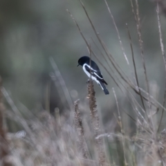 Melanodryas cucullata cucullata (Hooded Robin) at Canyonleigh - 18 Apr 2023 by NigeHartley