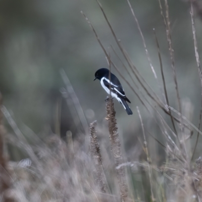 Melanodryas cucullata (Hooded Robin) at Wingecarribee Local Government Area - 18 Apr 2023 by NigeHartley